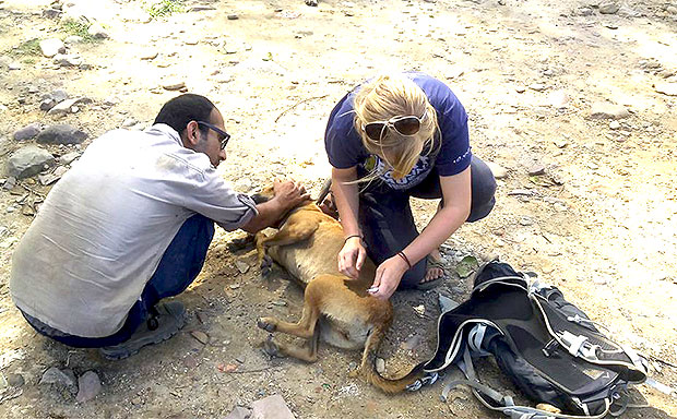 Be a Animal Rescue Volunteer in Dharamshala | HelpStay Abroad