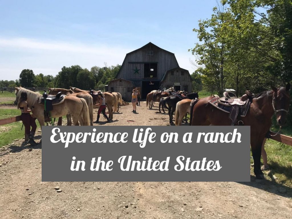 Volunteer on a horse ranch in America