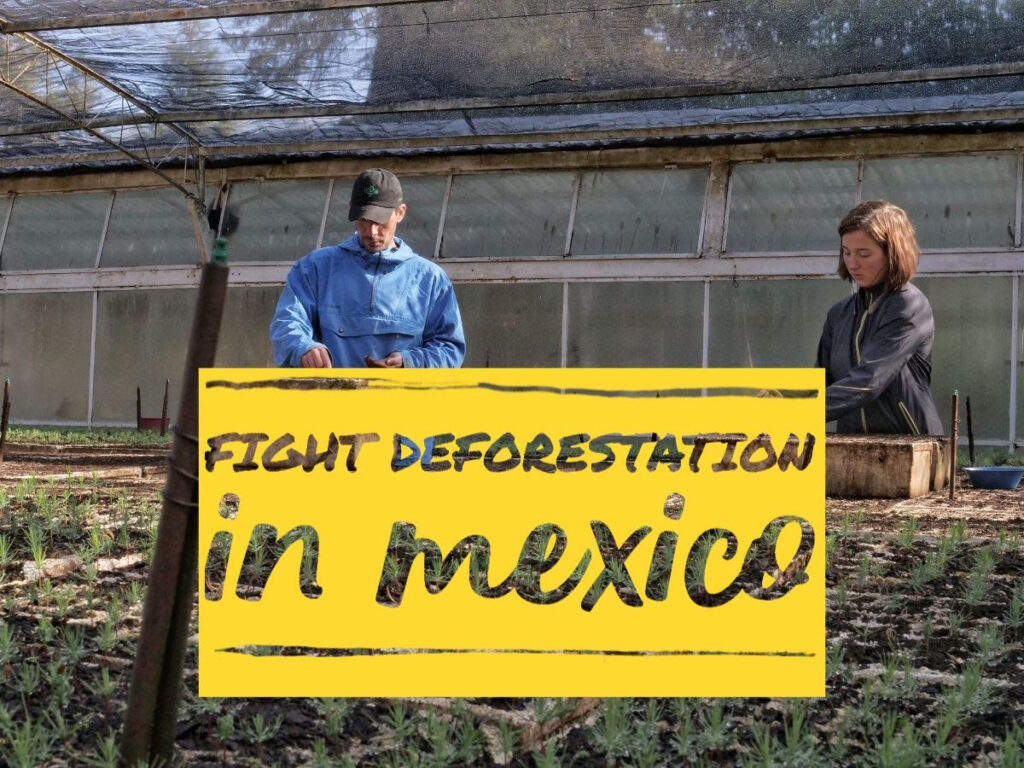 reforestation program in Mexico