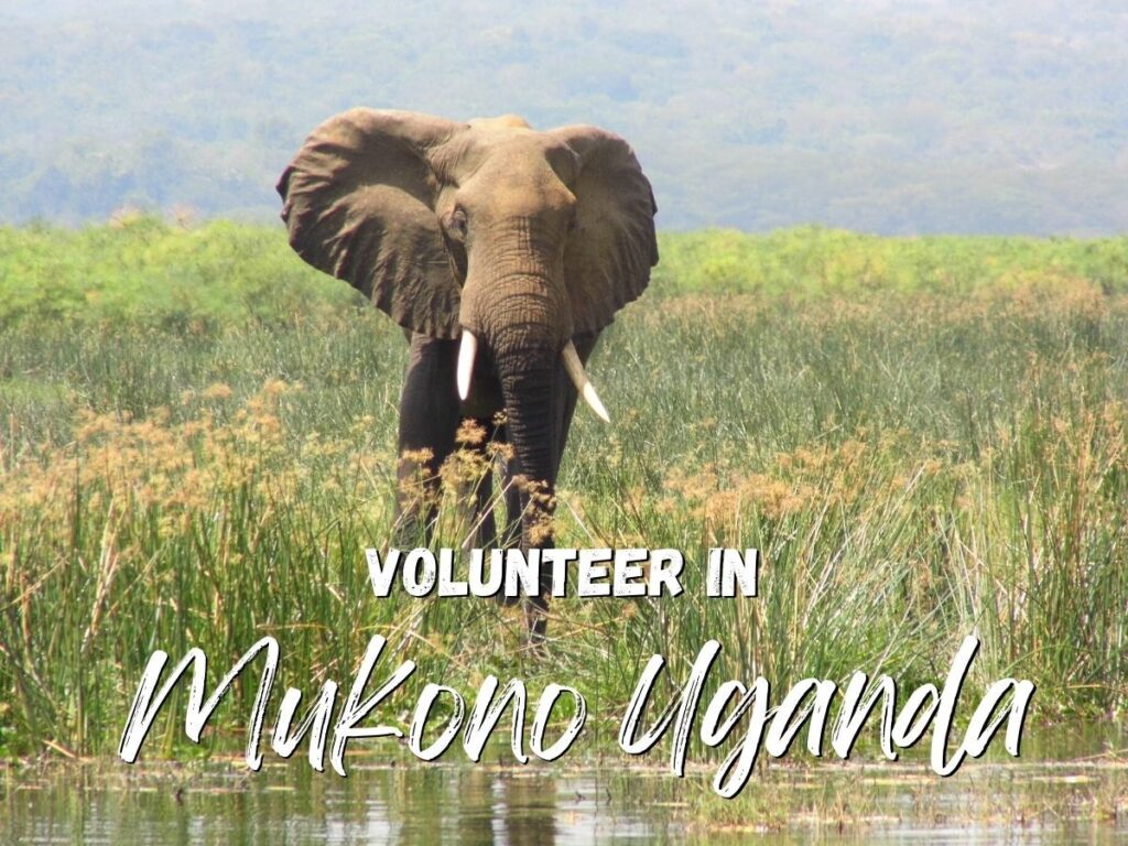 Volunteer in Uganda with us