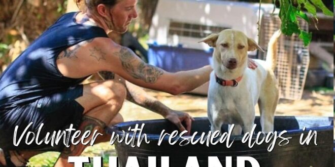 Volunteer in Thailand with dogs. Rescue animals and enjoy Koh Chang!