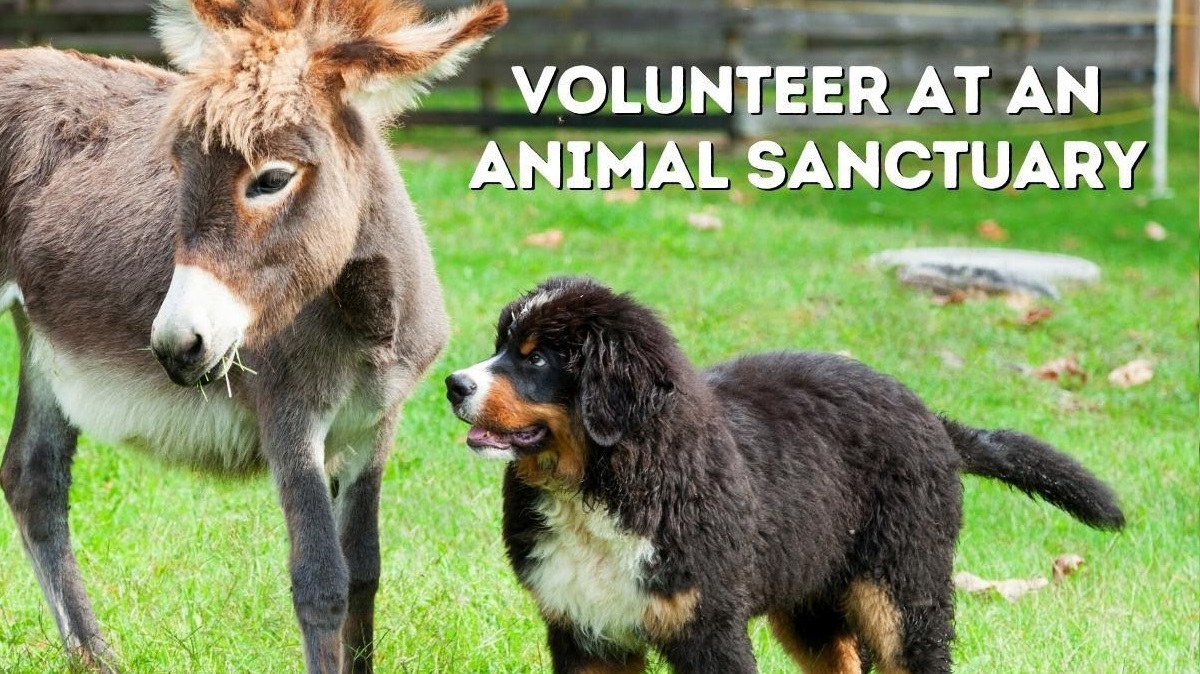 Volunteer at a vegan animal sanctuary in France.