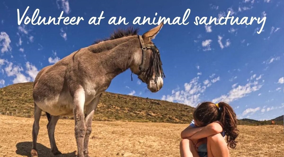 Love animals? Volunteer at an animal sanctuary in Spain.
