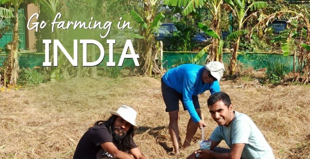 volunteer in india