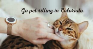 Volunteer in the US and take care of two cats