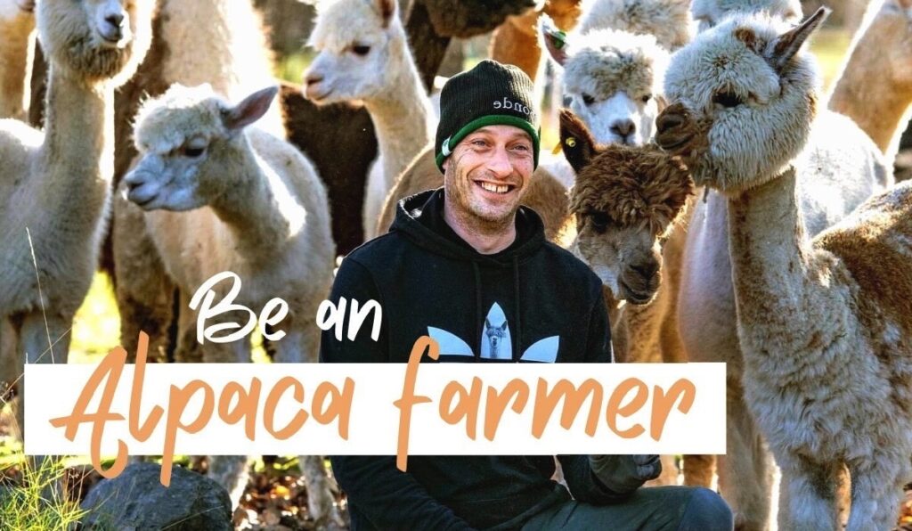 volunteer in sweden on an alpaca farm