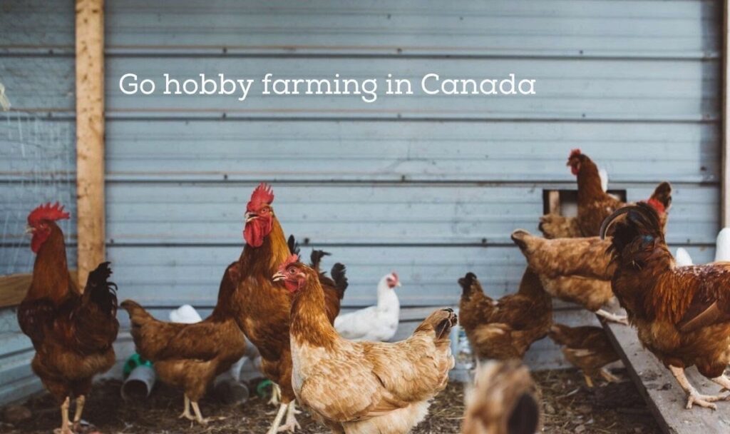 volunteer in canada and help out on a farm