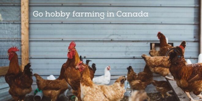 volunteer in canada and help out on a farm