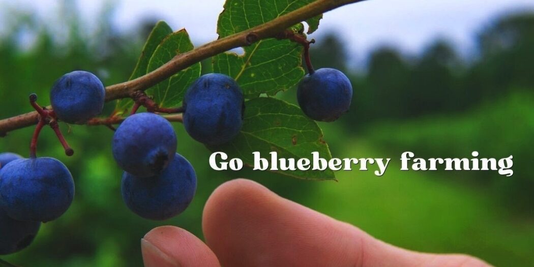 Volunteer in Japan on a blueberry farm