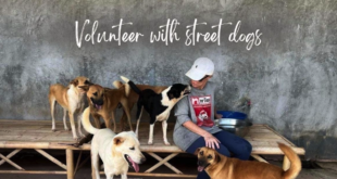 volunteer with dogs