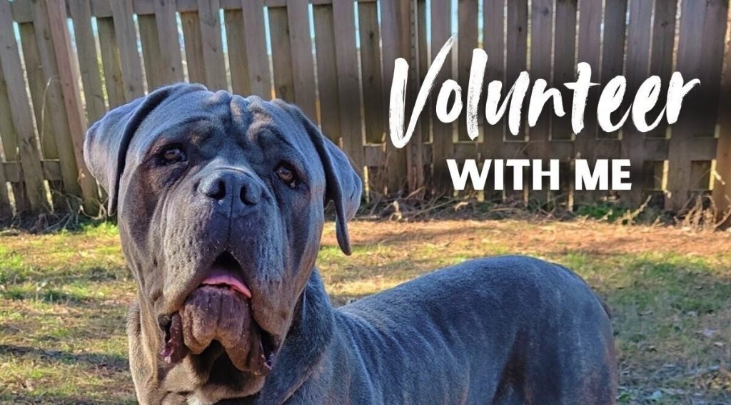 volunteer work with dogs