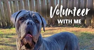 volunteer work with dogs