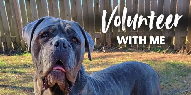 volunteer work with dogs