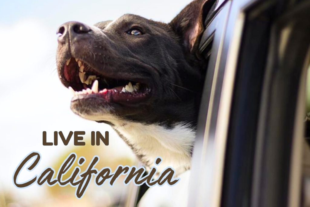 Bay Area Volunteering with Dogs in a Peaceful Hillside Home
