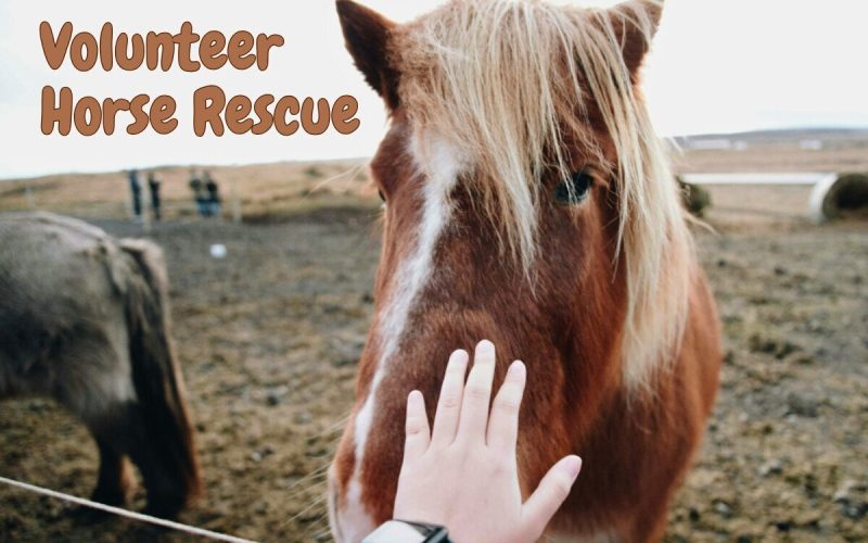 Volunteer with Horses in Mallorca at Rescue Yard