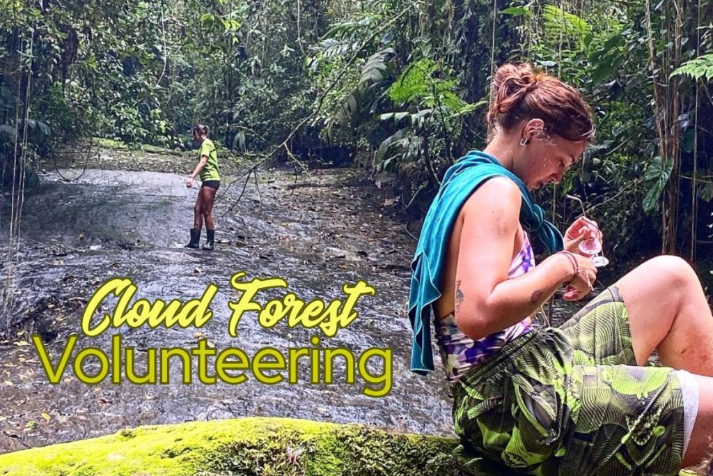 Colombia Eco Volunteering in Andean Cloud Forest Sanctuary