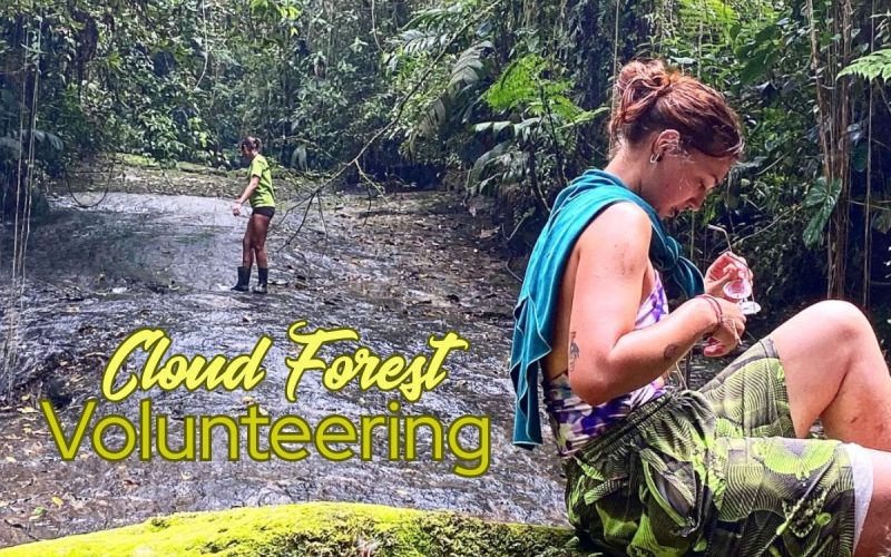 Colombia Eco Volunteering in Andean Cloud Forest Sanctuary