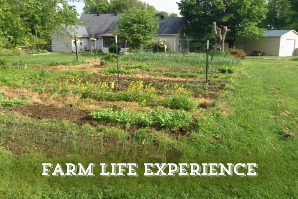 Volunteer on a Food Forest in Oregon: Hands-On Farm Stay