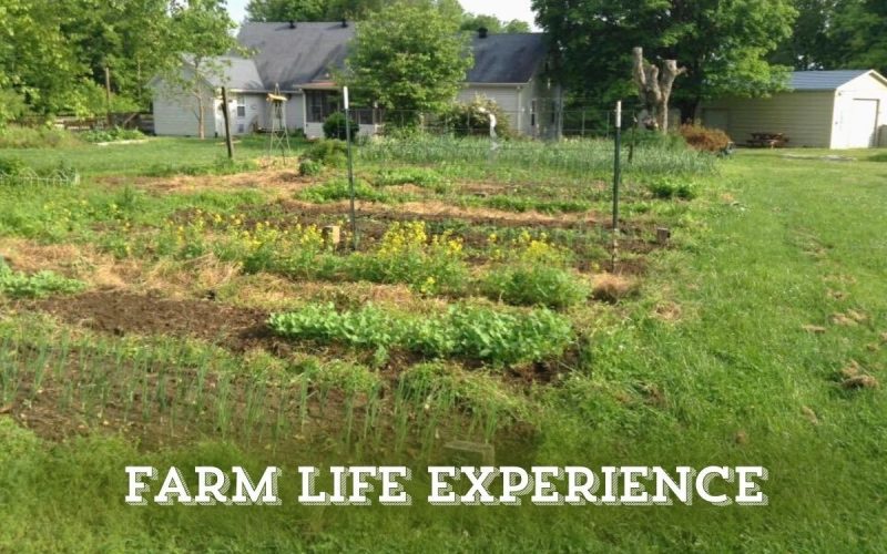 Volunteer on a Food Forest in Oregon: Hands-On Farm Stay