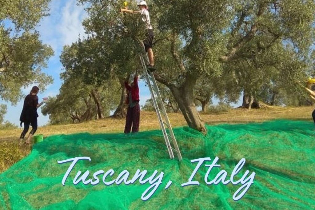 Volunteer on an Olive Farm in Tuscany | Organic Stay