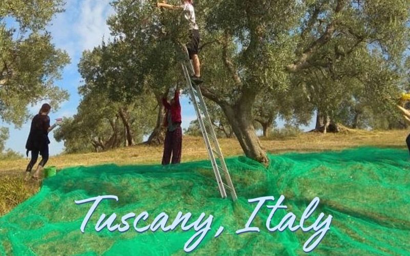 Volunteer on an Olive Farm in Tuscany | Organic Stay