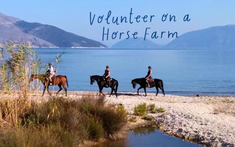 Volunteer on a Horse Farm in Kefalonia: Hands-On Experience