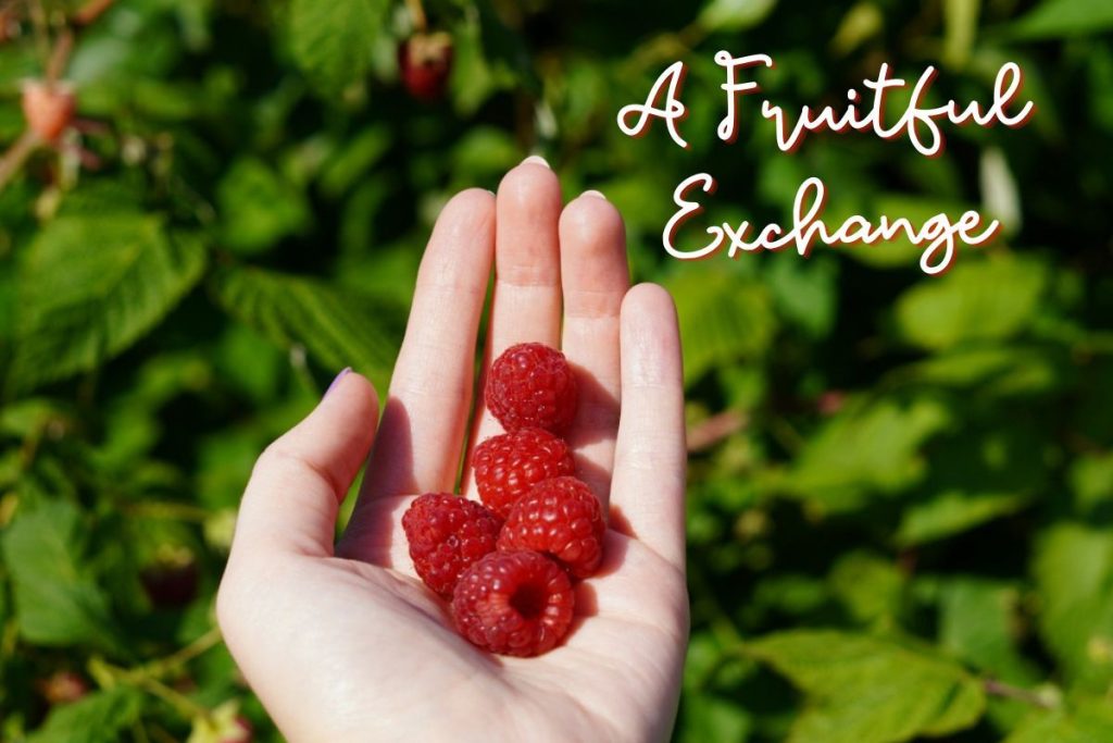 Farm volunteering in the Algarve Portugal Experience
