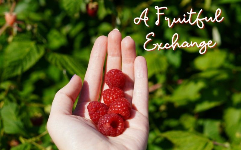 Farm volunteering in the Algarve Portugal Experience