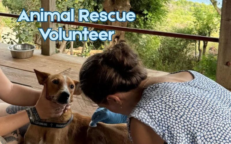 Animal Welfare Project in Mayreau | Volunteer Abroad