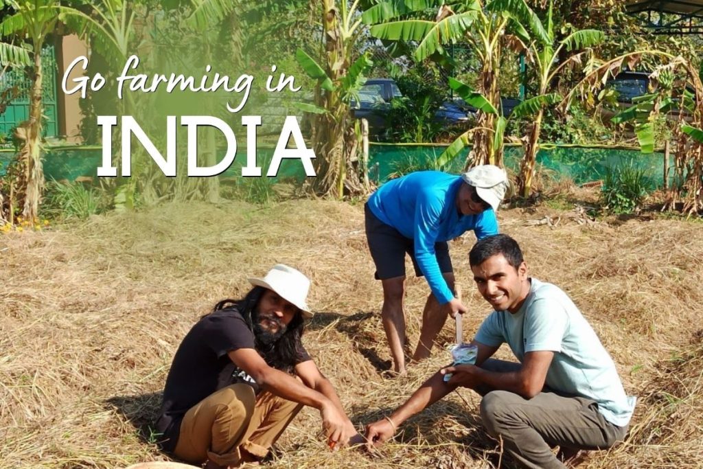 Organic Farm Volunteering in India | Permaculture Stay