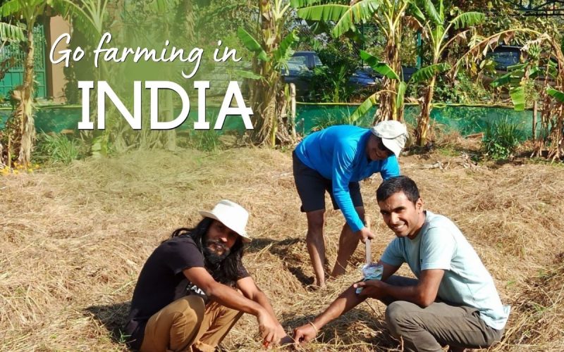 Organic Farm Volunteering in India | Permaculture Stay