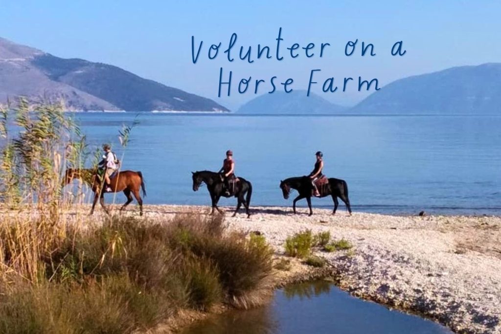 Volunteer Caring for Horses in Austria’s Countryside