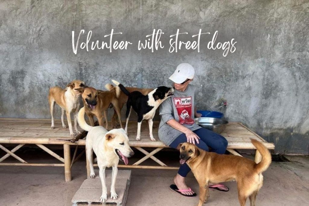 Volunteer in Koh Lanta | Animal Welfare