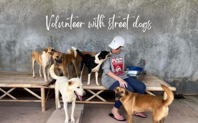 Volunteer in Koh Lanta | Animal Welfare