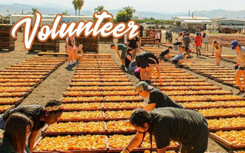 Volunteer with an Organisation Fighting World Hunger